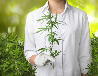 Image of Doctor holding hemp plant in field, closeup