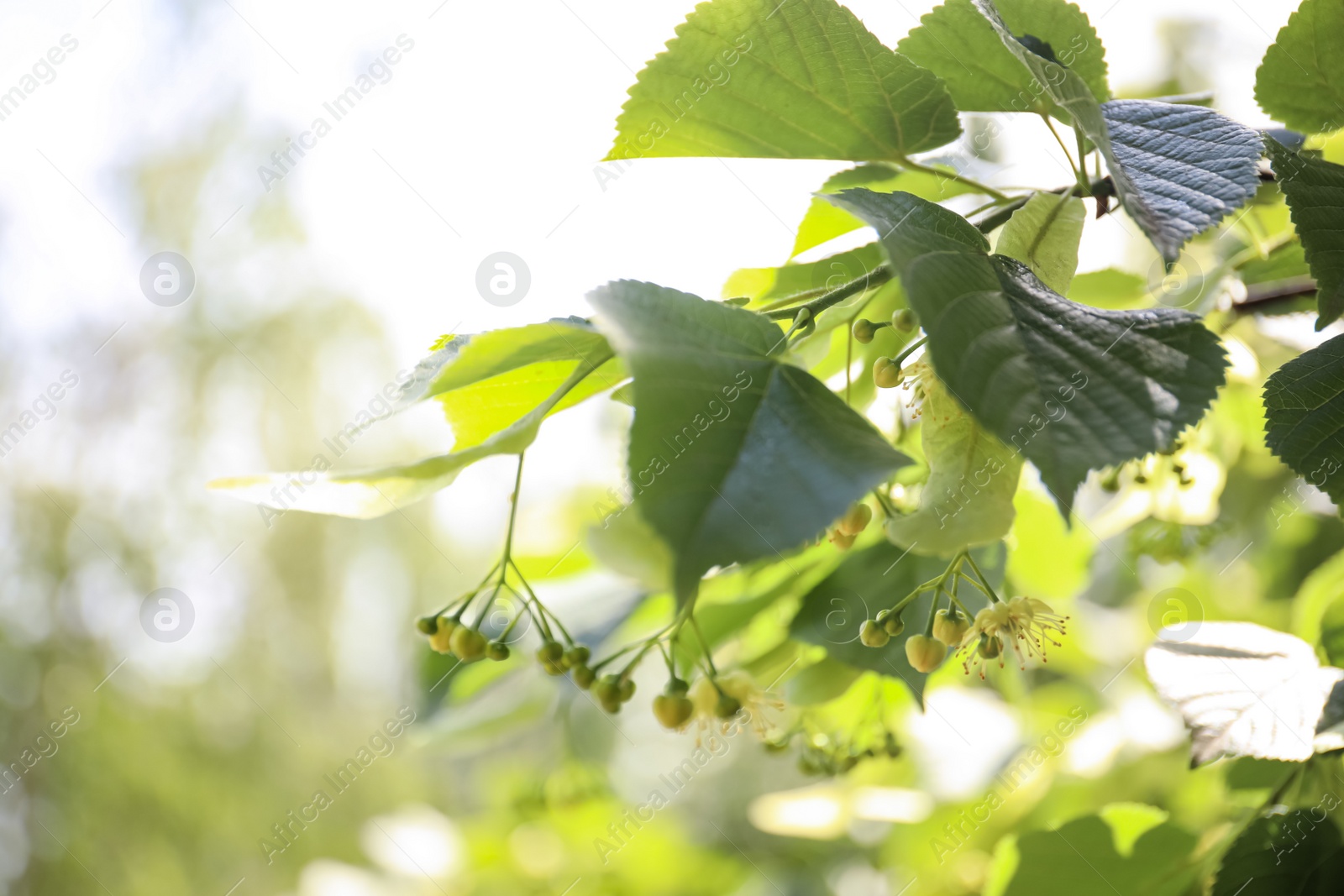 Photo of Closeup view of linden tree with fresh young green leaves and blossom outdoors on spring day