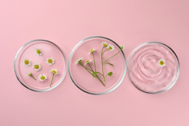 Photo of Petri dishes with chamomile flowers and cosmetic product on pink background, flat lay