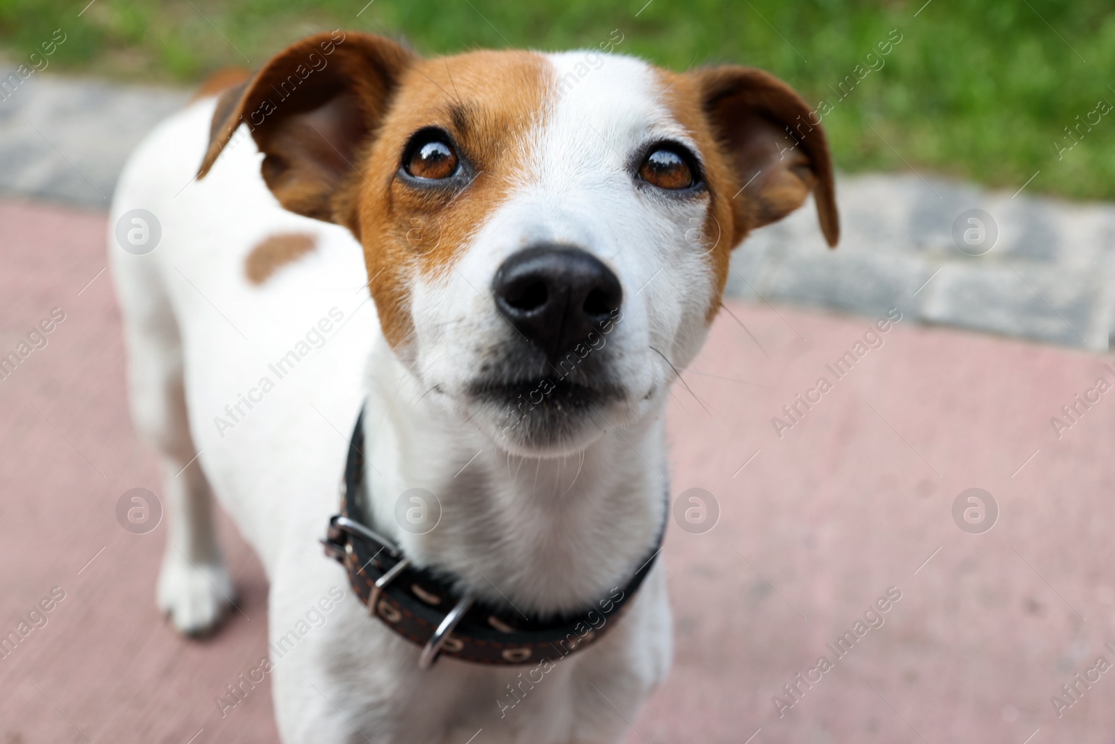Photo of Beautiful Jack Russell Terrier in black leather dog collar outdoors