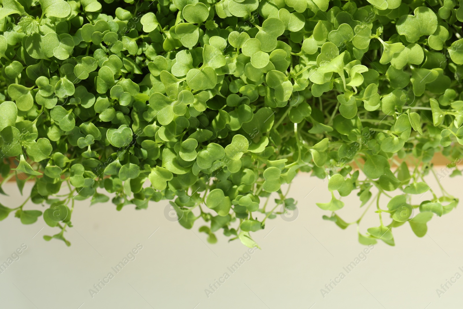 Photo of Fresh daikon radish natural microgreen on beige background, closeup. Space for text