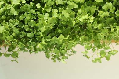 Fresh daikon radish natural microgreen on beige background, closeup. Space for text