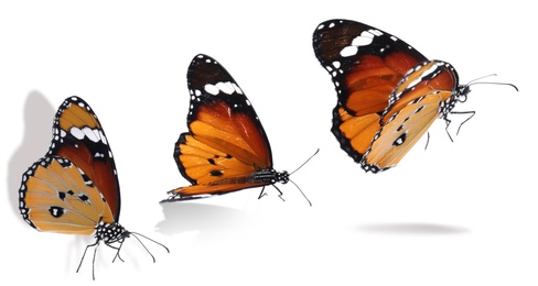 Image of Collage with plain tiger butterfly flying up on white background. Banner design 