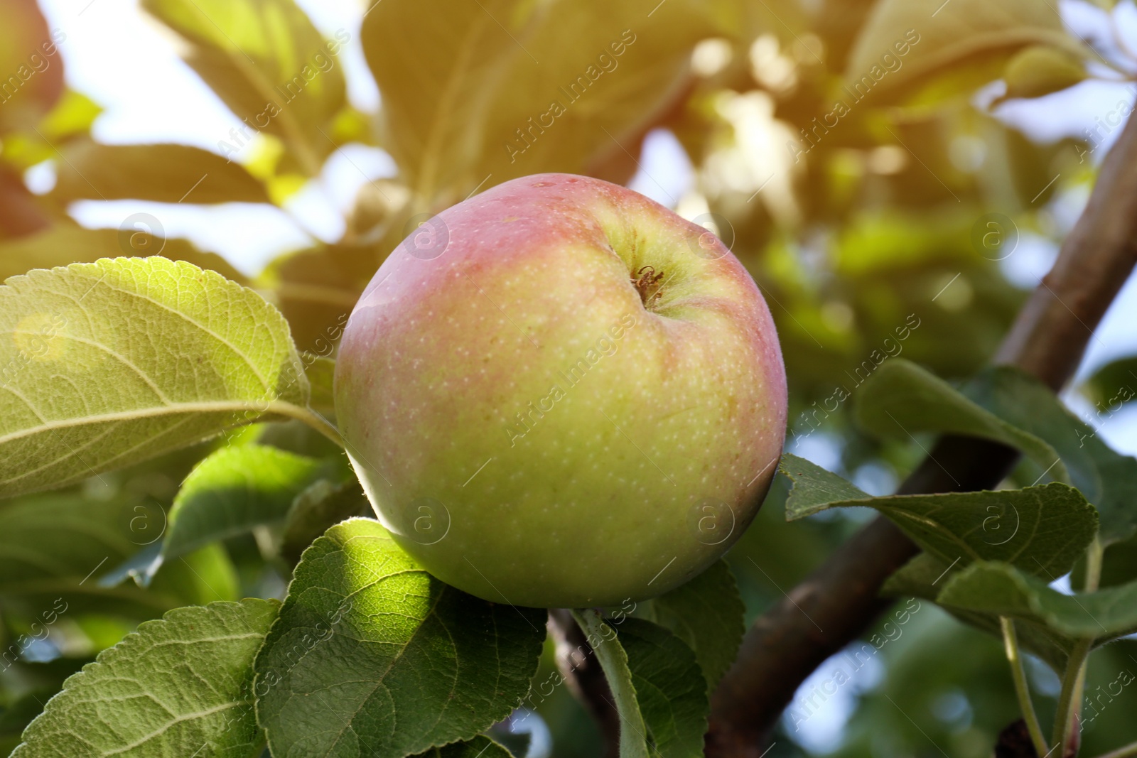 Photo of Fresh and ripe apple on tree branch, closeup