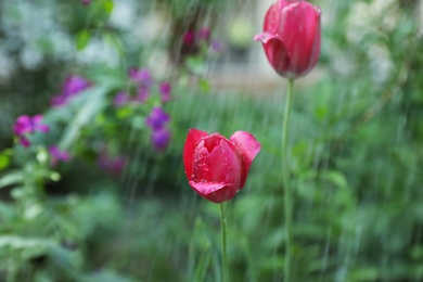 Photo of Beautiful tulip flowers in garden on rainy day