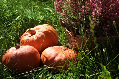 Photo of Wicker basket with beautiful heather flowers and pumpkins outdoors on sunny day