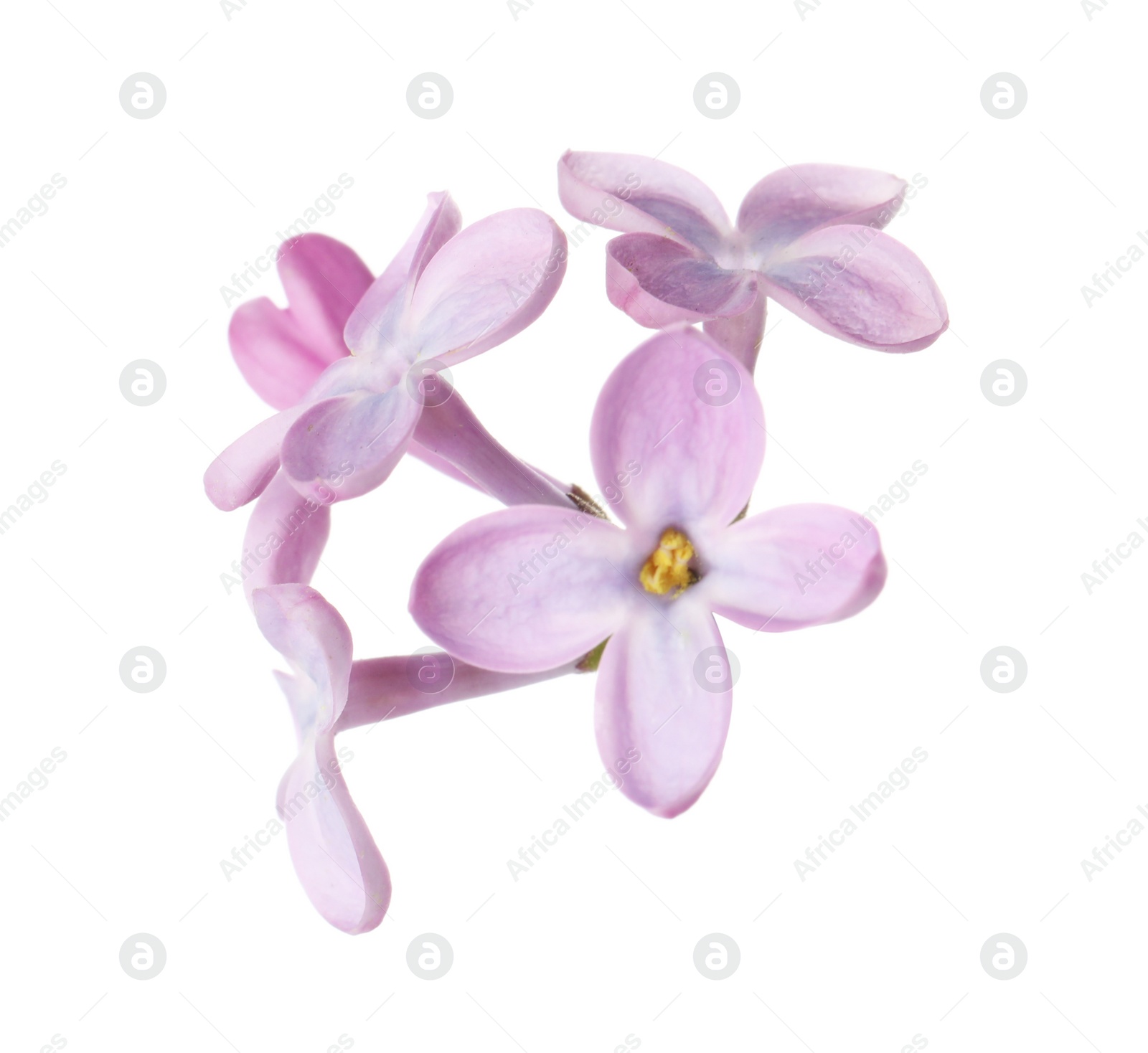 Photo of Beautiful violet lilac blossom isolated on white