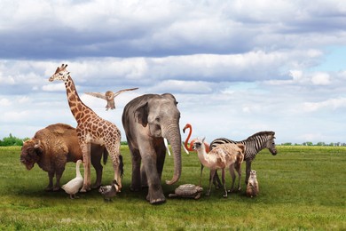 Image of Many different animals on green grass under cloudy sky