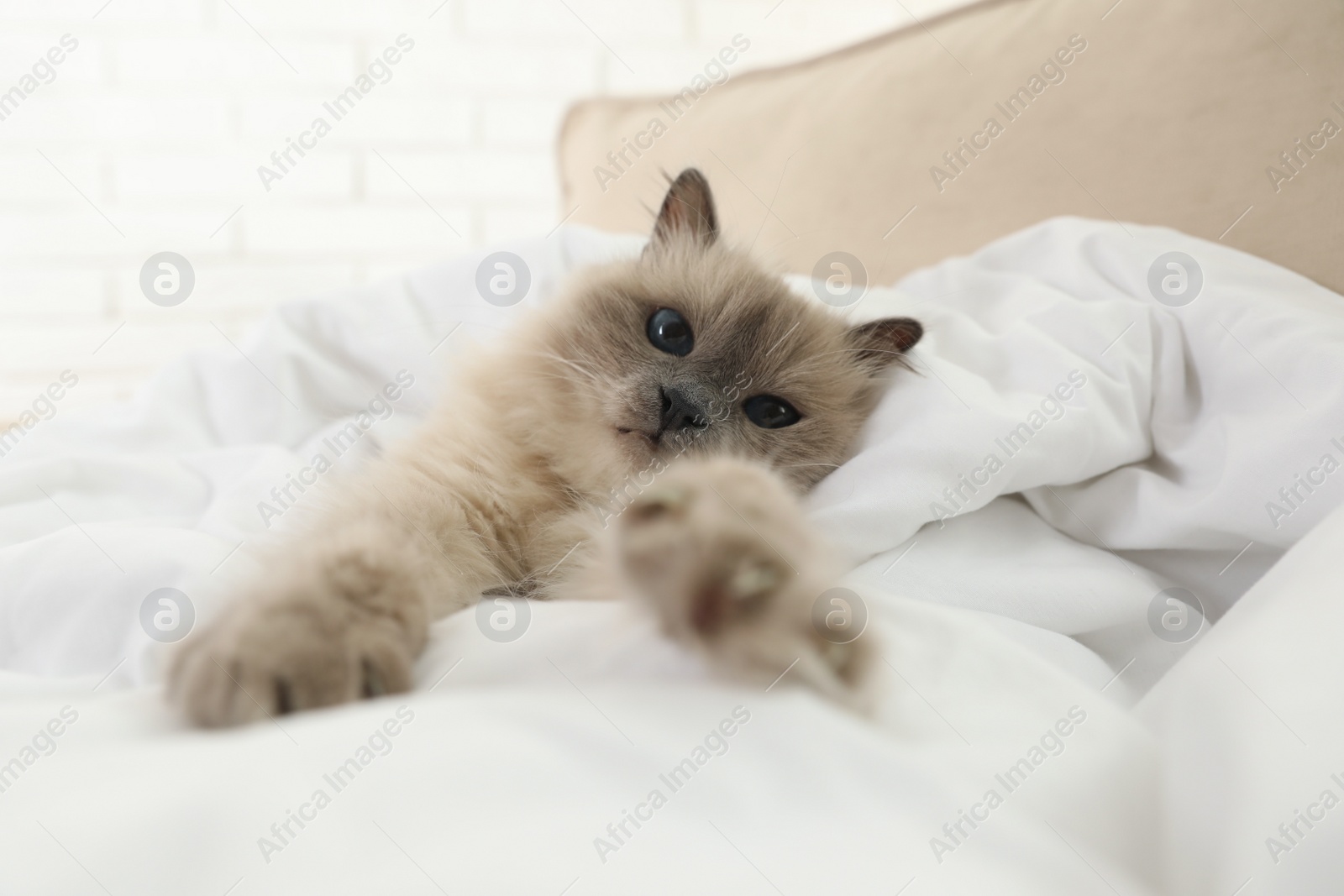 Photo of Adorable Birman cat under blanket at home