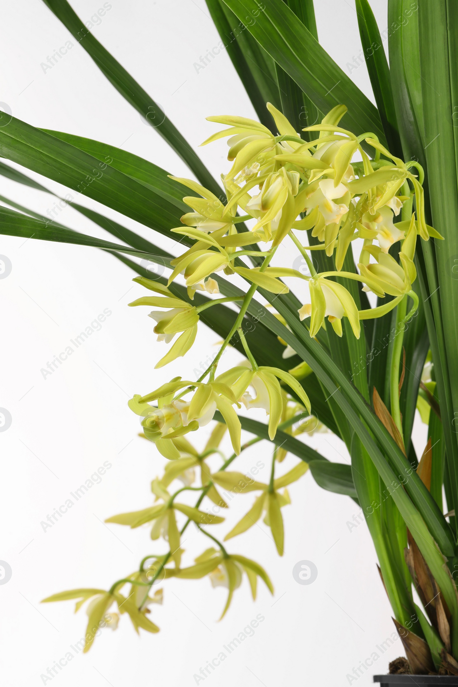 Photo of Vanilla orchid plant with yellow flowers isolated on white