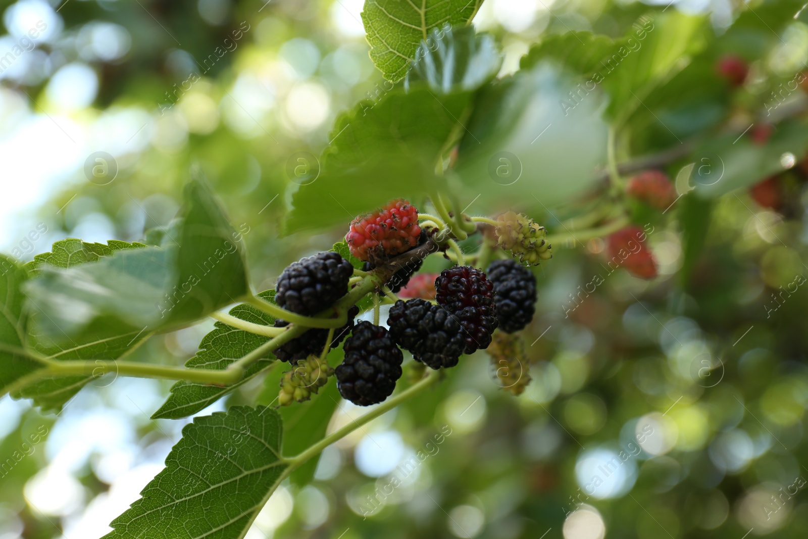 Photo of Branch with ripe and unripe mulberries in garden, closeup