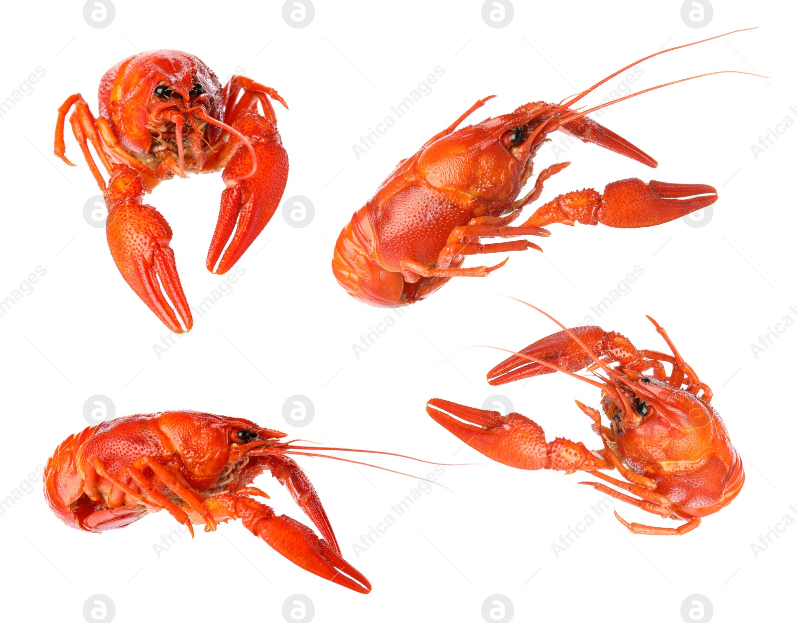 Image of Set of tasty cooked crayfishes on white background 