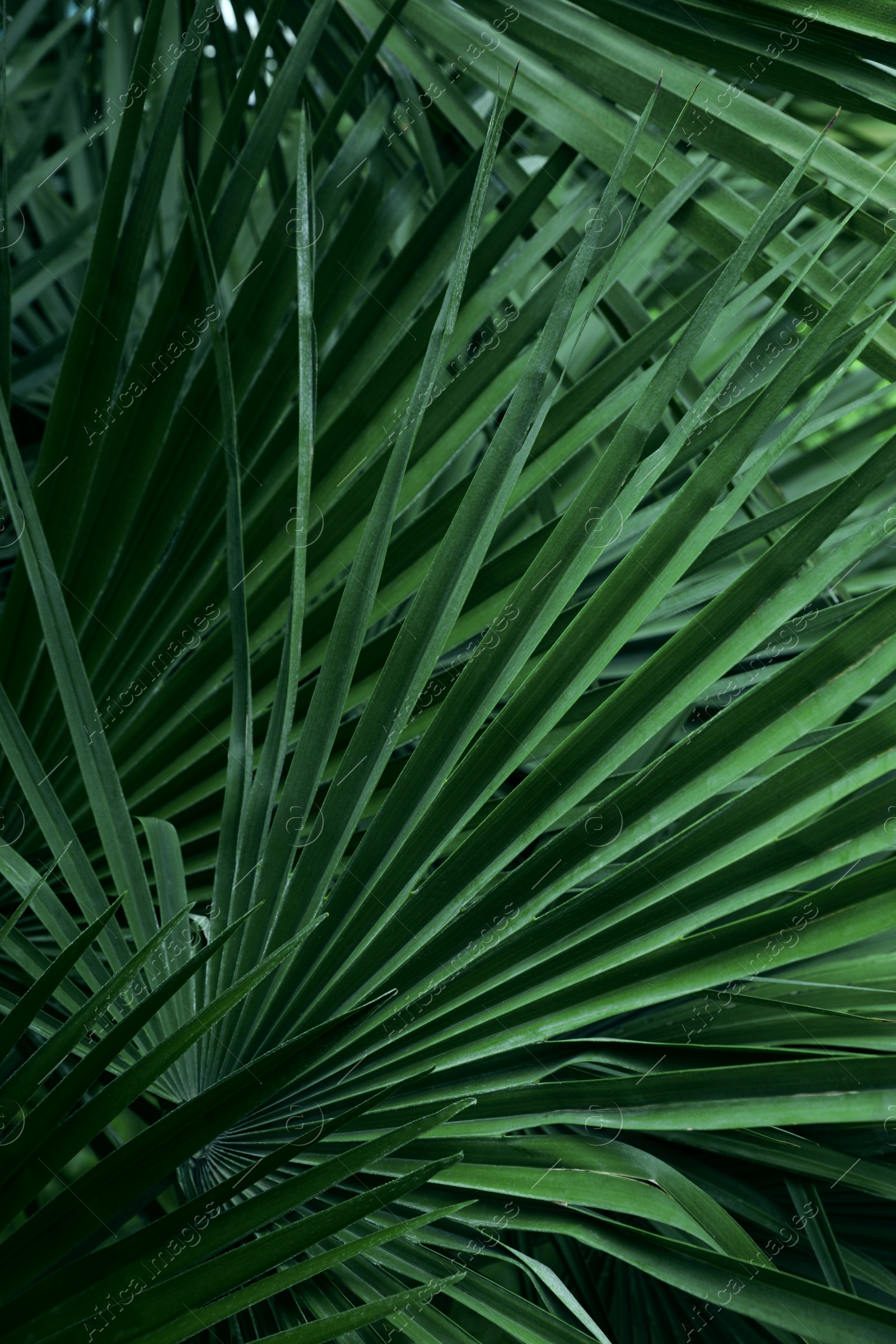 Photo of Beautiful green tropical leaves outdoors, closeup view