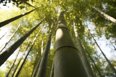 Photo of Beautiful forest of green bamboo, bottom view