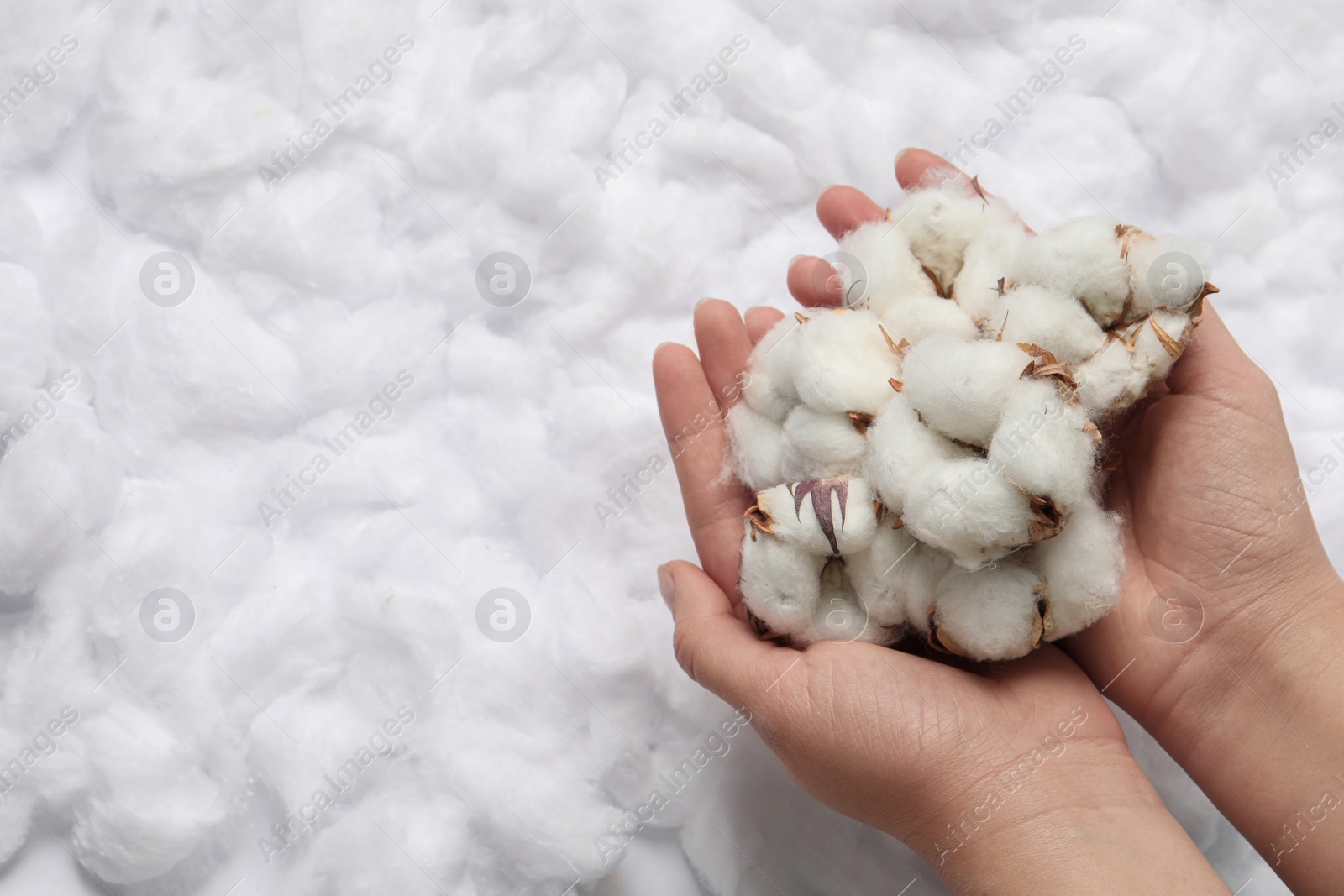 Photo of Woman holding cotton flowers on white fluffy background, top view. Space for text