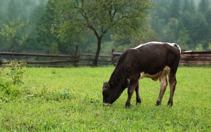 Photo of Brown and white calf on green pasture in summer. Cow farm