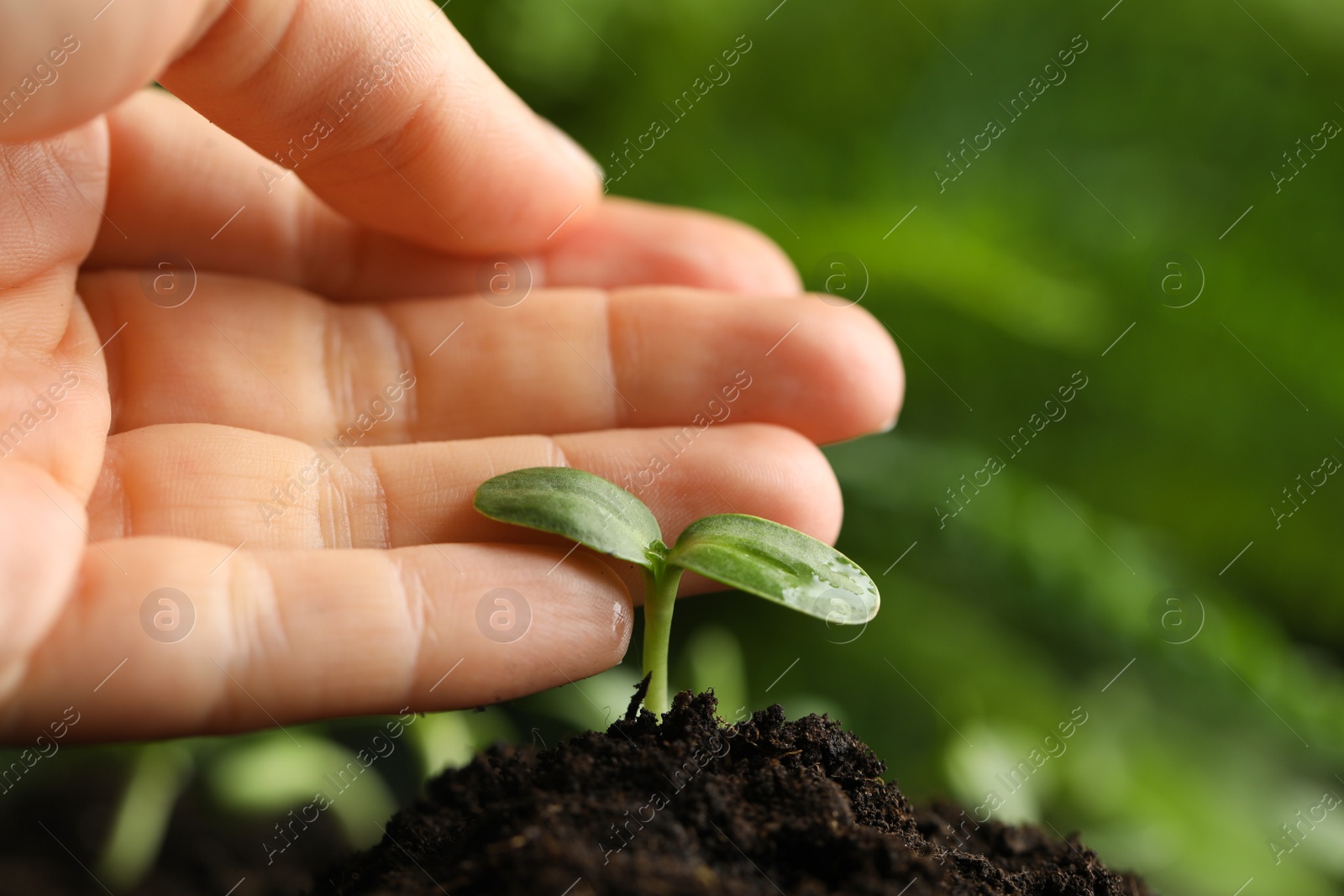 Photo of Woman examine young green seedling in soil outdoors, closeup