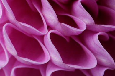 Photo of Beautiful Dahlia flower with pink petals as background, macro