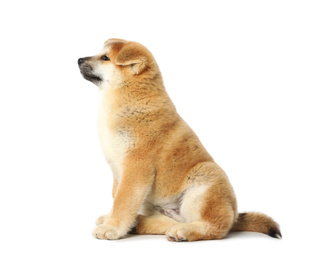 Photo of Cute Akita Inu puppy on white background. Baby animal