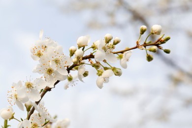 Photo of Branch of beautiful blossoming plum tree outdoors, closeup. Spring season