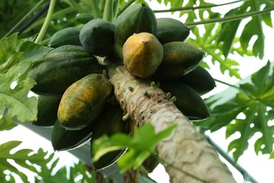 Unripe papaya fruits growing on tree outdoors, low angle view