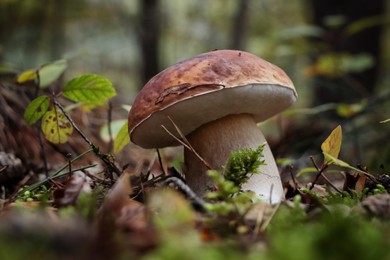 Photo of Beautiful white mushroom growing in forest outdoors, closeup