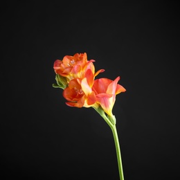 Photo of Beautiful bright freesia flower on dark background