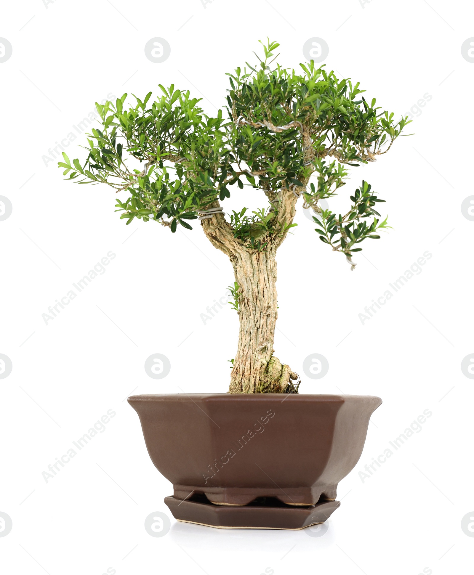 Photo of Beautiful bonsai tree in pot isolated on white