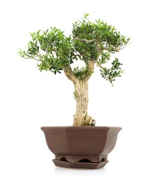 Photo of Beautiful bonsai tree in pot isolated on white