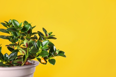 Photo of Beautiful potted Goldfish plant on yellow background. Space for text