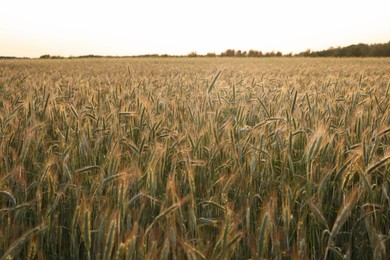 Photo of Beautiful agricultural field with ripening wheat crop