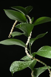 Photo of Stylish presentation of elegant pearl necklace on wet plant against black background, closeup