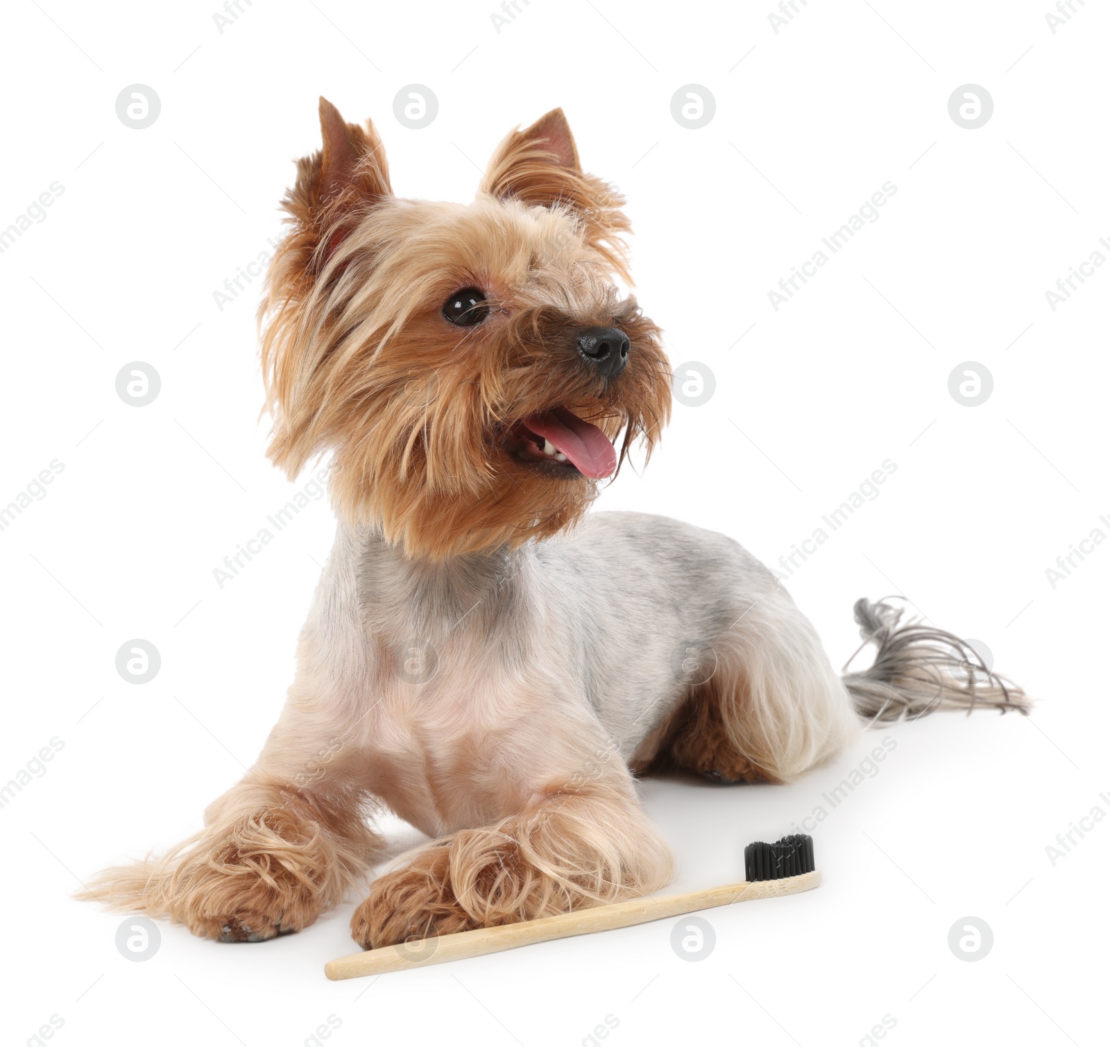 Photo of Cute Yorkshire Terrier with toothbrush on white background