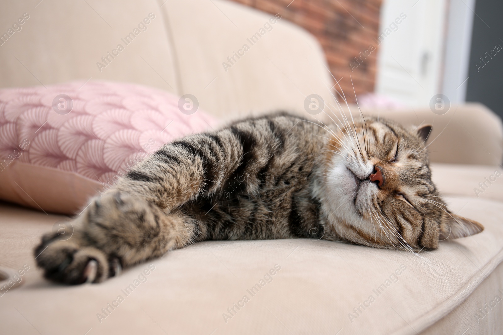 Photo of Cute cat resting on sofa at home