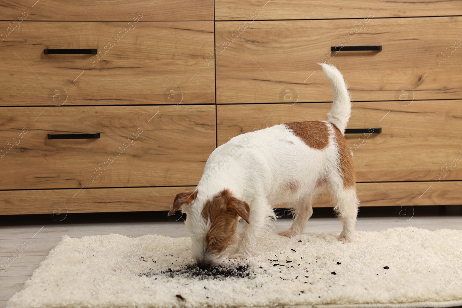 Photo of Cute dog near mud stain on rug indoors