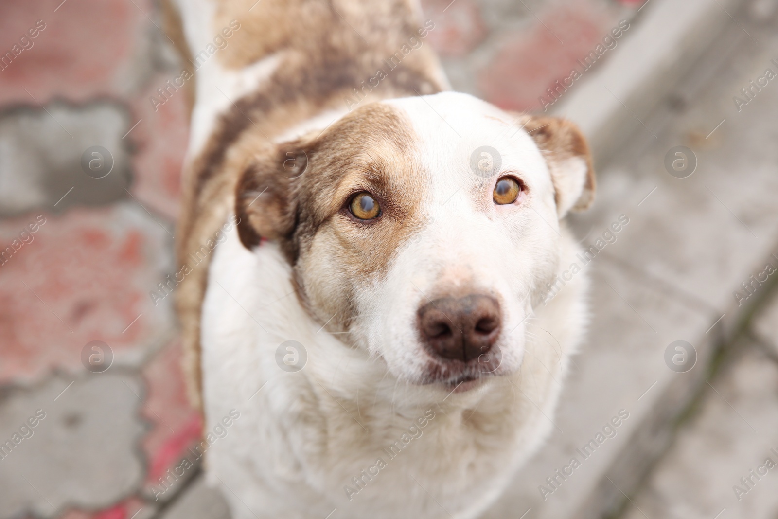 Photo of Homeless dog on city street. Abandoned animal