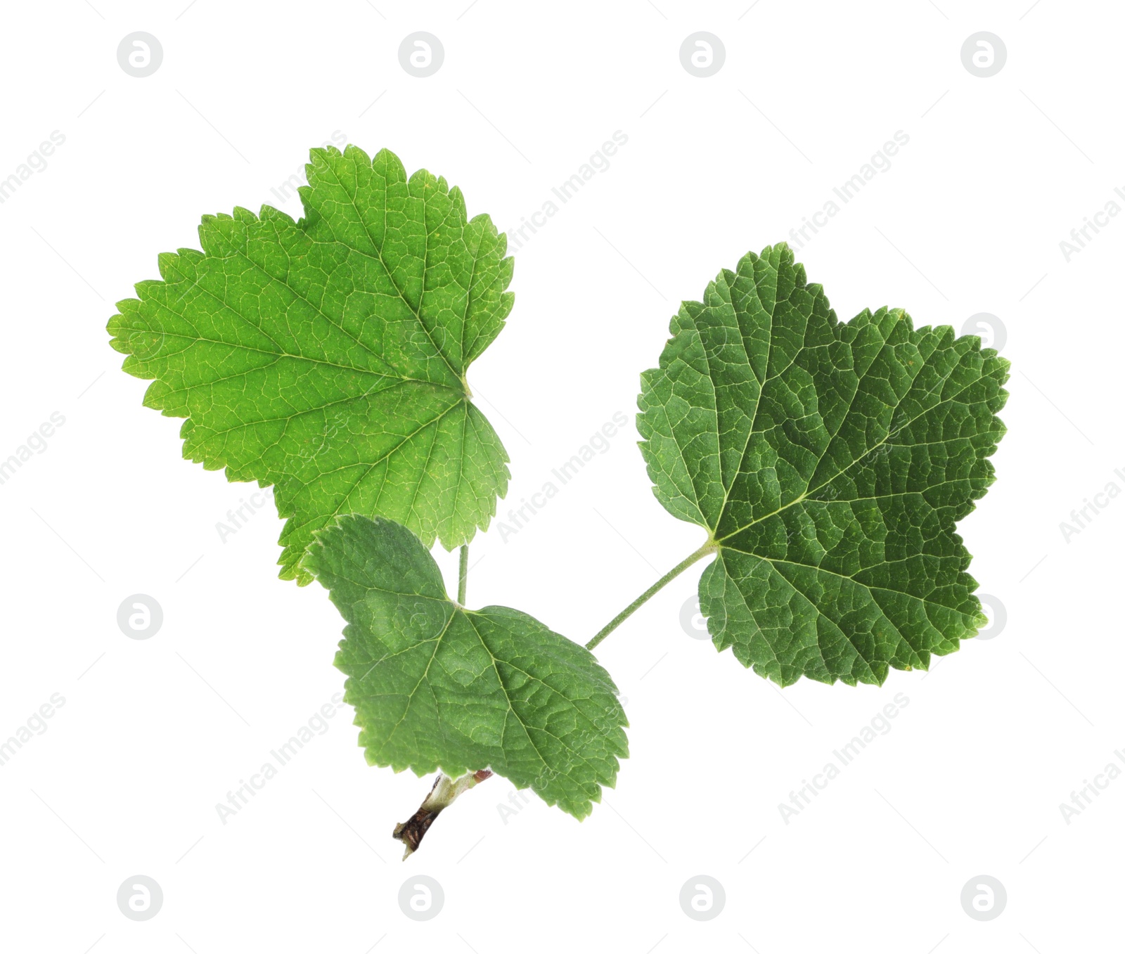 Photo of Green leaves of red currant isolated on white