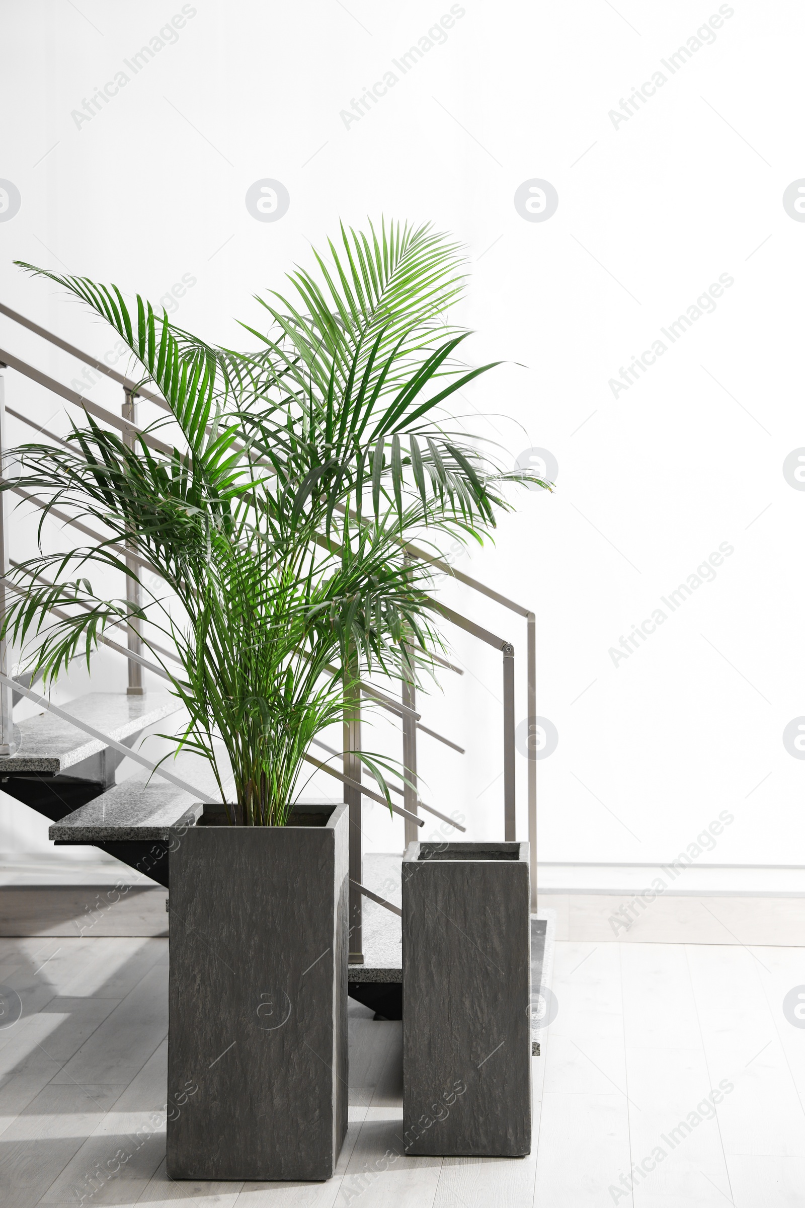 Photo of Beautiful large palm near stairs indoors. Element of interior design