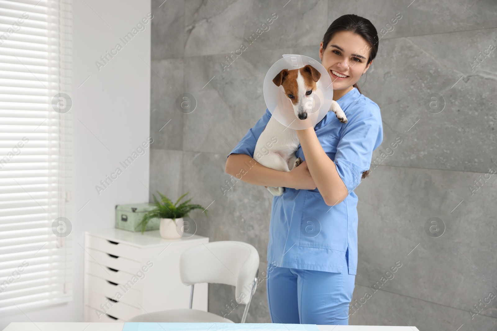 Photo of Veterinarian and cute Jack Russell Terrier dog wearing medical plastic collar in clinic