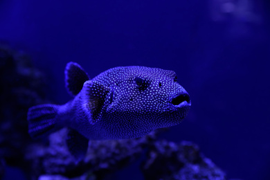 Beautiful pufferfish swimming in clear toned blue aquarium, closeup