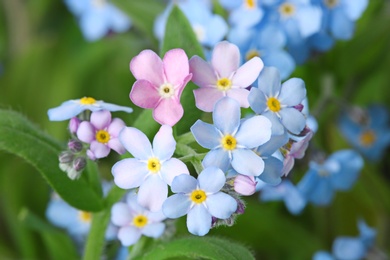 Photo of Amazing spring forget-me-not flowers as background, closeup view