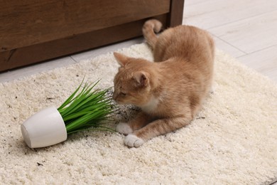 Cute ginger cat near overturned houseplant on carpet at home