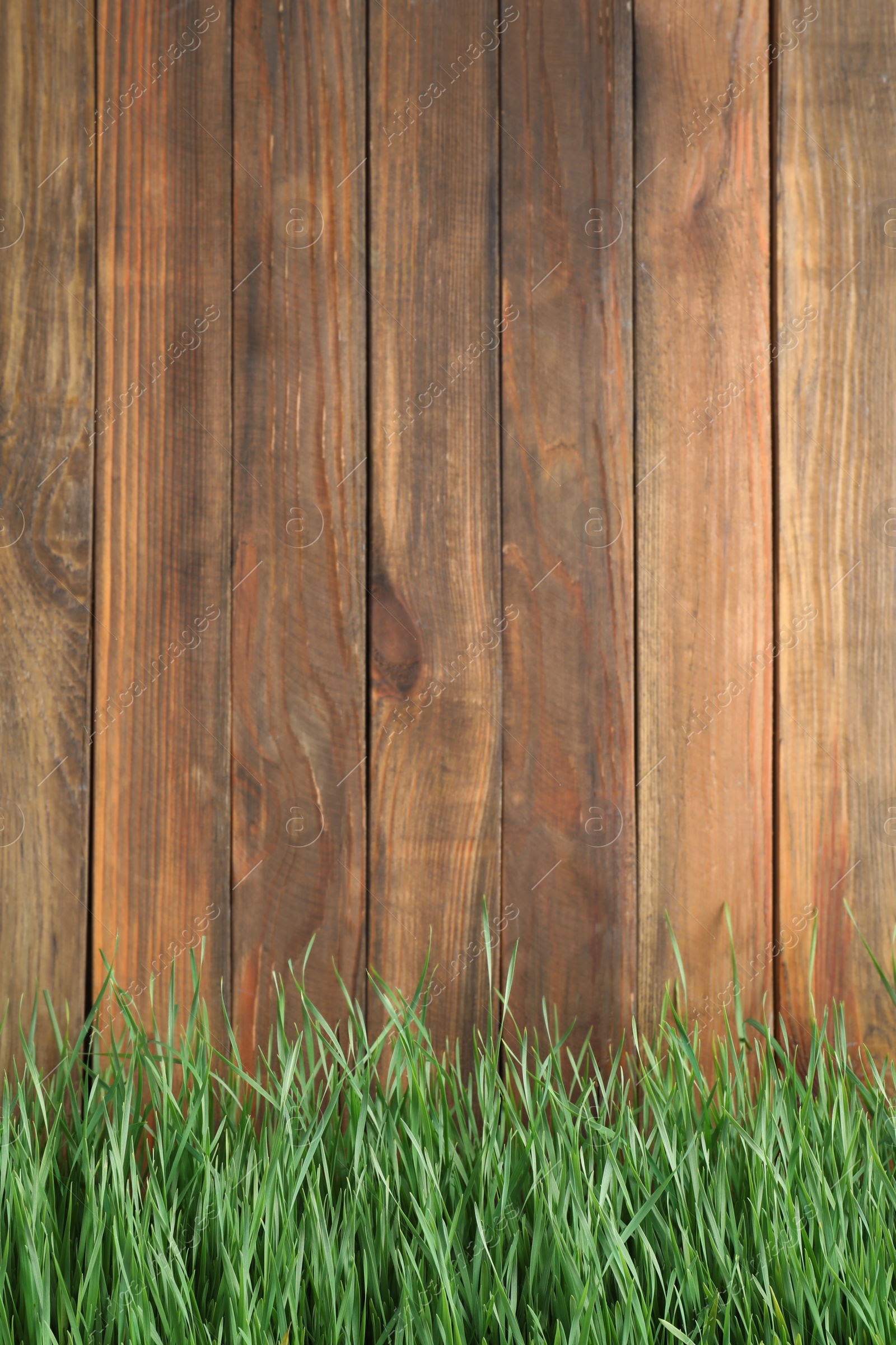 Photo of Fresh green grass near wooden fence. Space for text