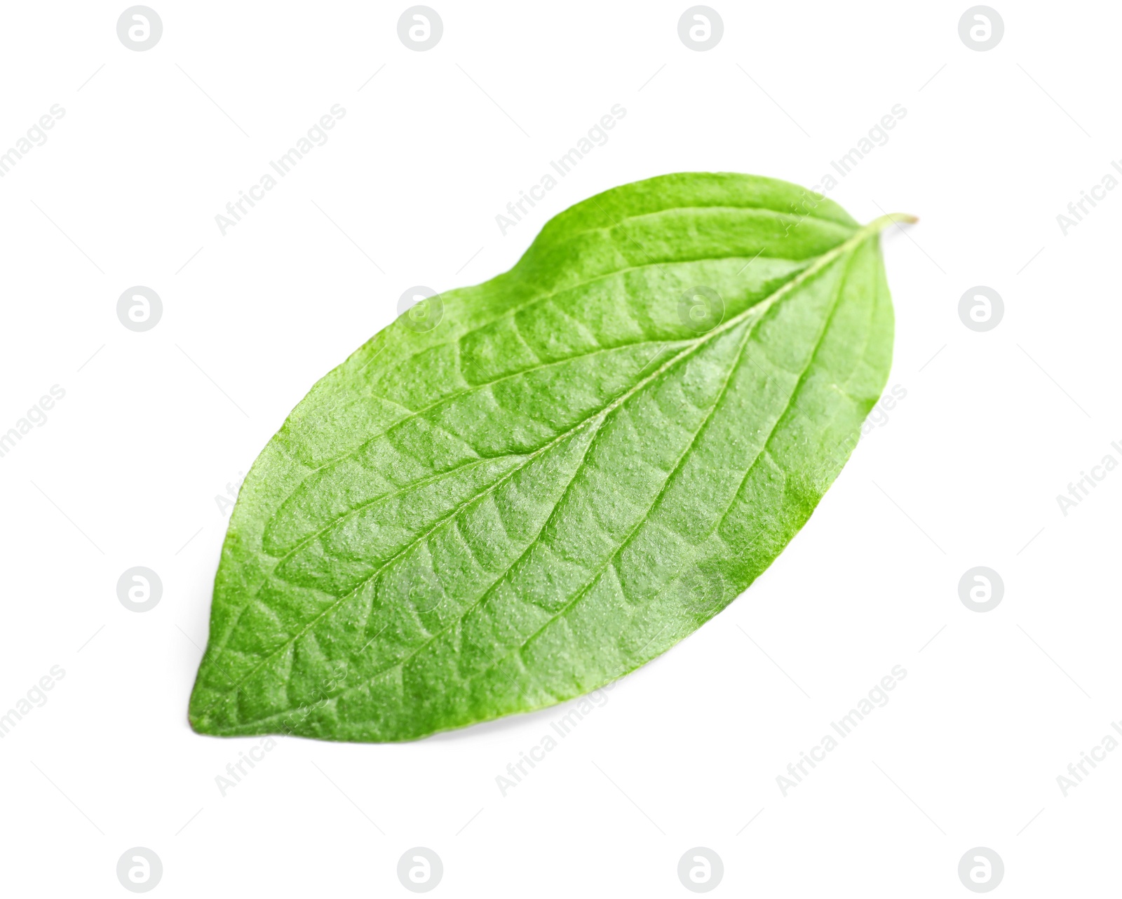 Photo of Beautiful spring green leaf on white background