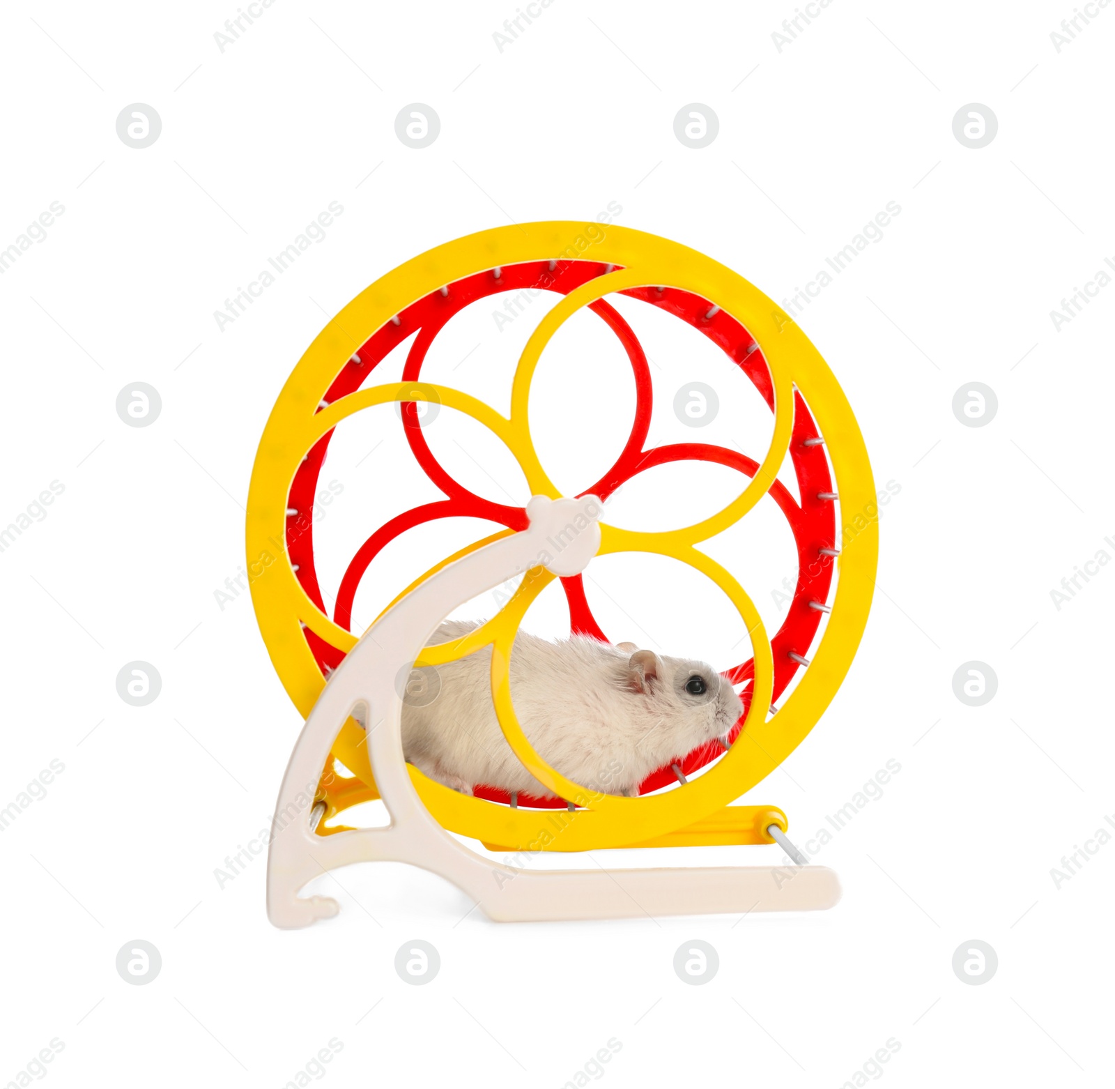 Photo of Cute funny hamster running in wheel on white background