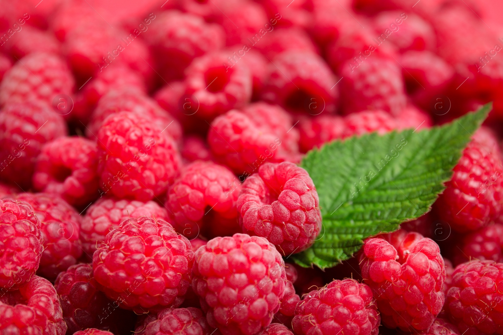 Photo of Many fresh ripe raspberries and green leaf as background, closeup