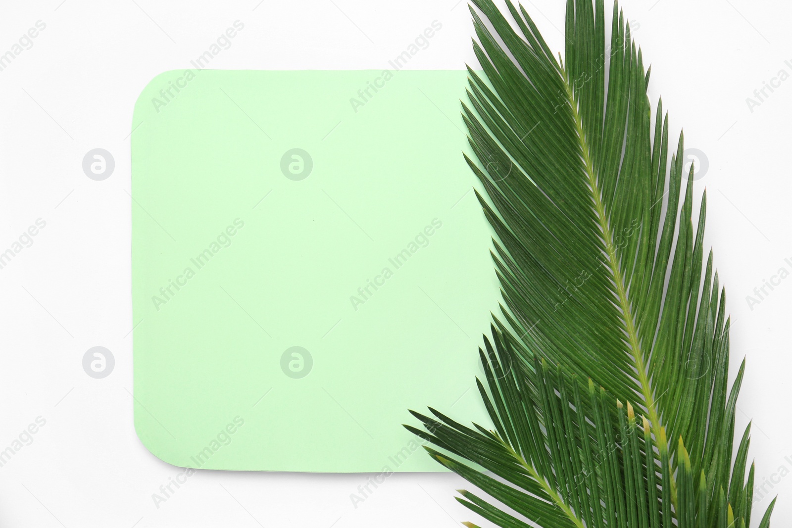 Photo of Beautiful composition with tropical leaves on light background, top view