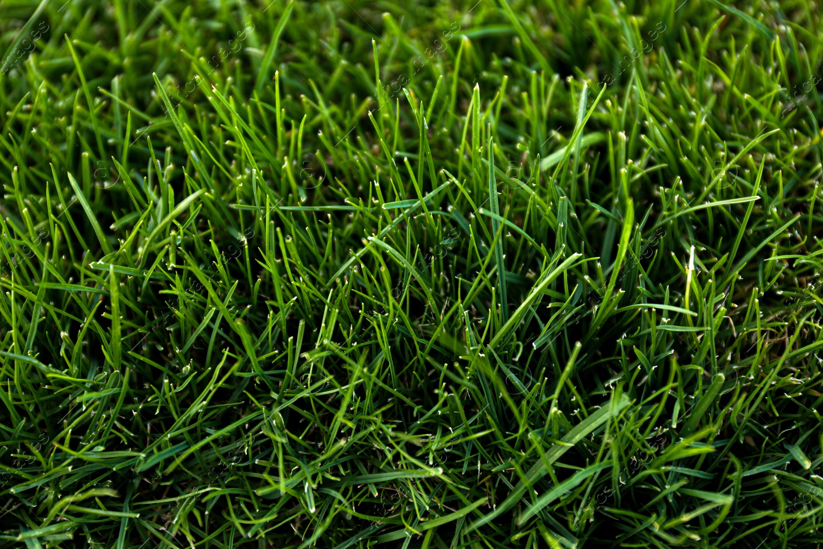 Photo of Green lawn with fresh grass as background