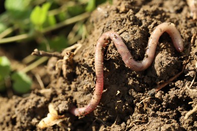 One worm crawling in wet soil on sunny day, closeup