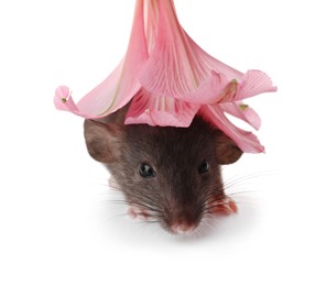 Photo of Small brown rat under flower on white background